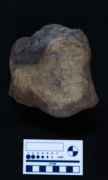 Media type: image;   Vertebrate Paleontology VPM-15735 Description: Photograph of an articular surface of a tarsal bone of MCZ VPM-15753, Mammuthus primigenius.;